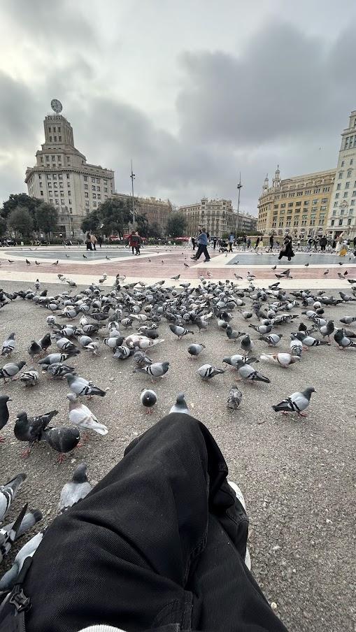 集まってくる鳩